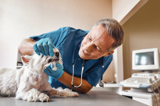 Best Emergency Care for Gum Disease in Winston, OR